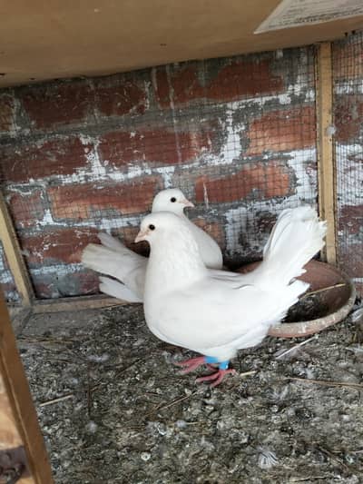 Acha Parwazi Bacha for sale