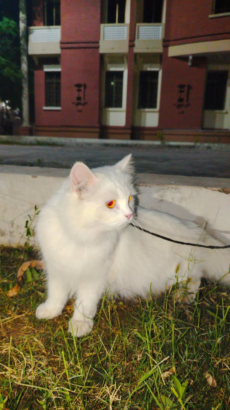 white cat 12