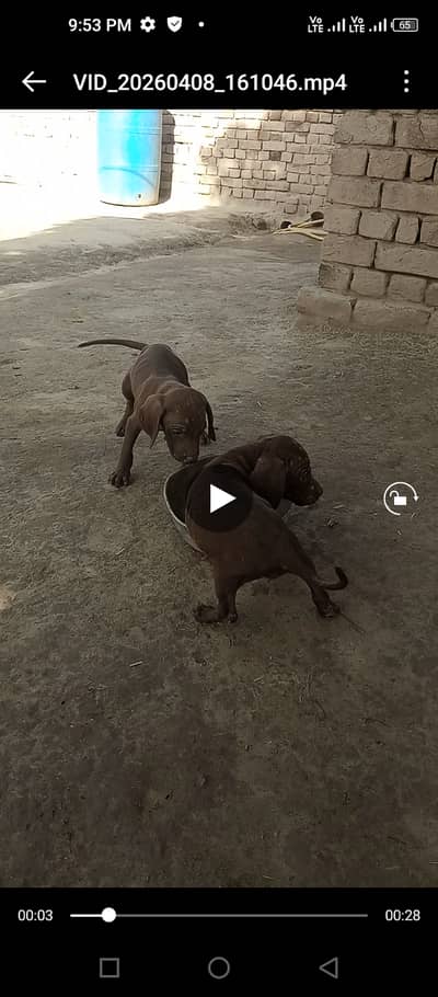 Pure pointer male &female