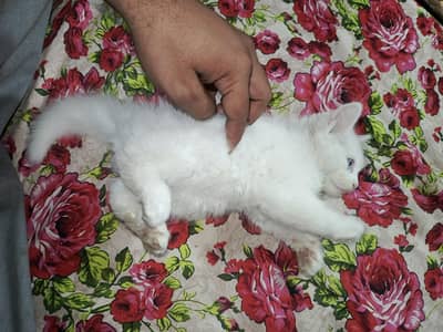 bule eyes male kitten full healthy and active and play full