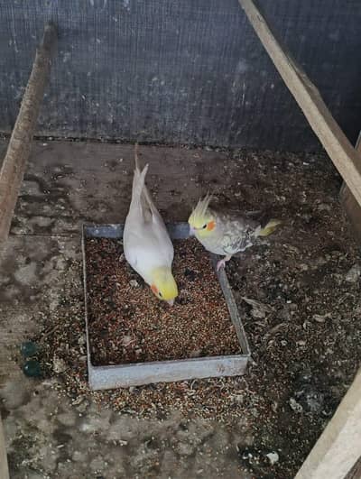 Cocktail Breeder Pair