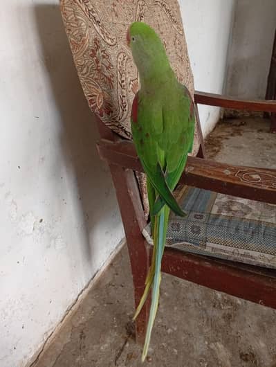 Talking and handtme full friendly