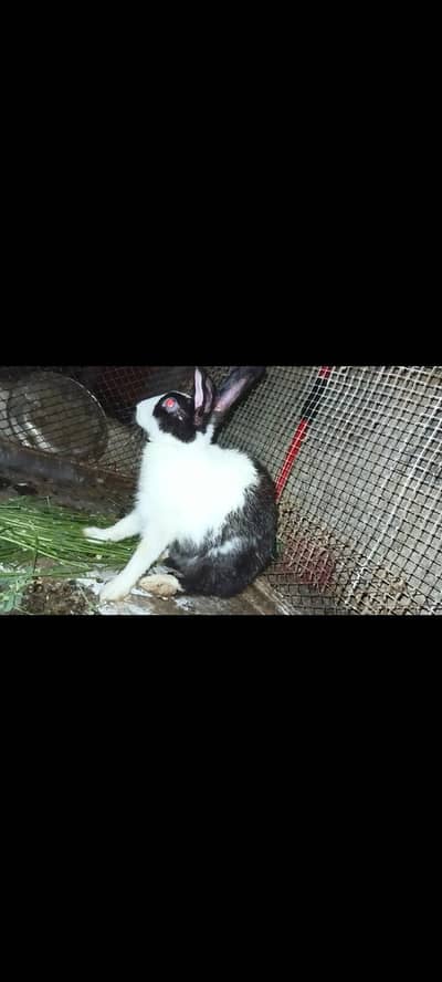 Female Rabbit