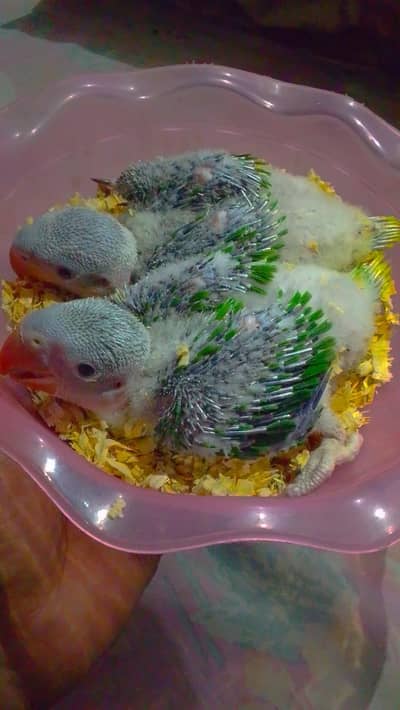 Raw Chicks jumbo Size 03091489914