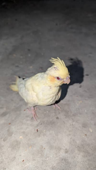 Cocktail chick for hand tame