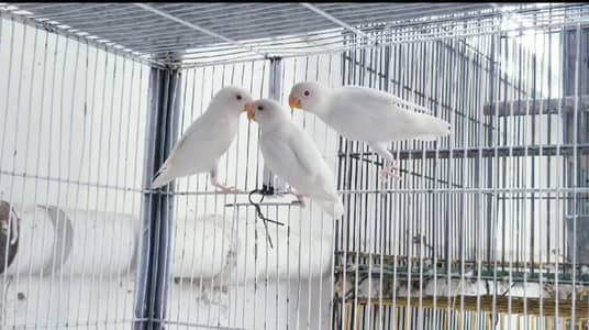 ALBINO REDEYES / ALBINO/INO PATHAY