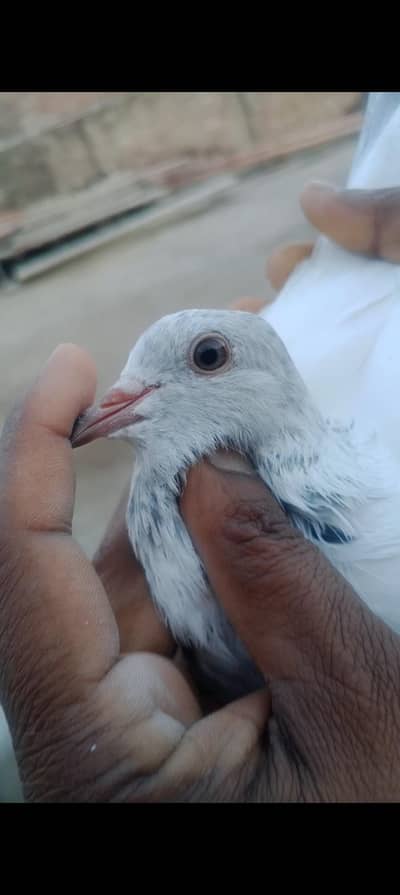 Golden kamagar pair for