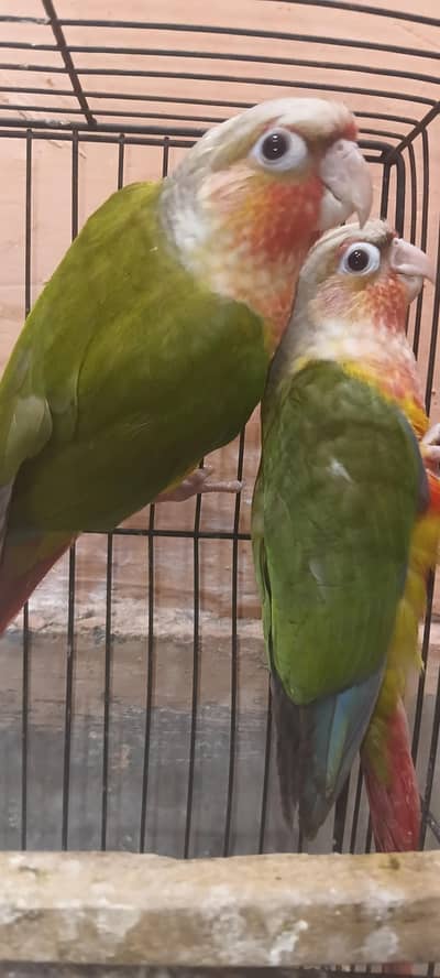 Conure pinapple redfactor