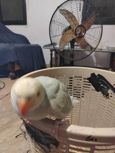 sky blue Ringneck chick