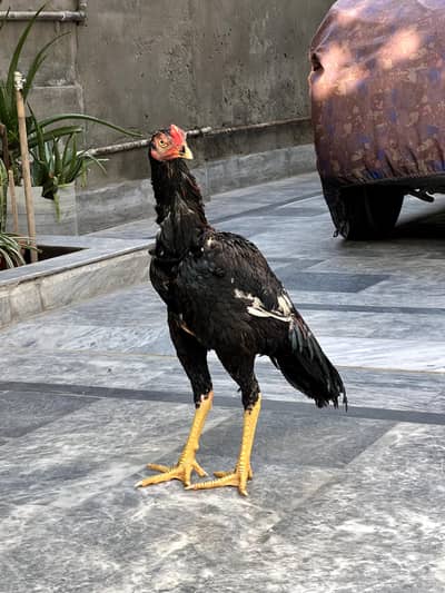 Pure Pakistani Aseel Patha