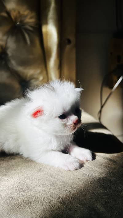 Triple coated Kittens Available