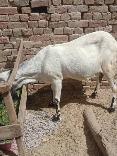  goat for sale ha 0300. . . . . 687. . . 14. . . 87