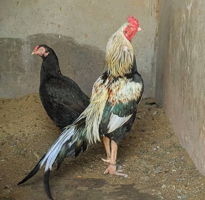 Aseel Jawa x Aseel Mushki