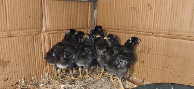 Sussex light heritage, Plymouth rock, ayam Cemani & lakenvelder