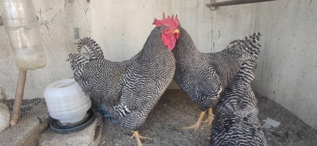 Sussex light heritage, Plymouth rock, ayam Cemani & lakenvelder