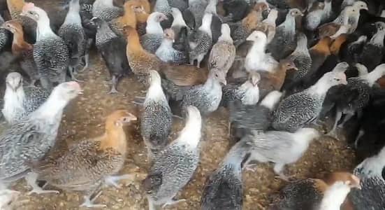 Egyptian fayoumi chicks
