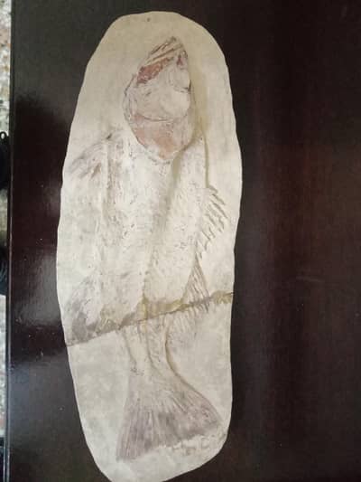 fish fossils