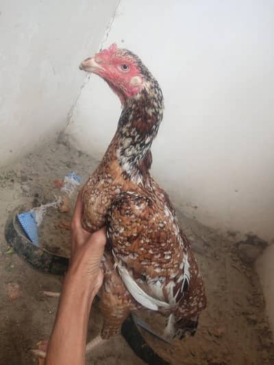 aseel mianwali cheeni mashallah exchange possible