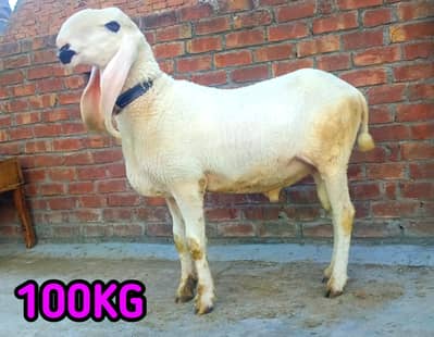 Pure Kajla Chatra Two dant