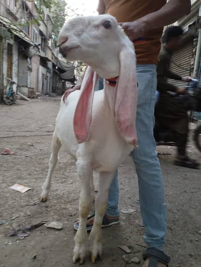 Larkana Dumba 09 Months