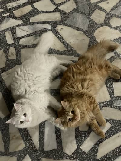 Persian cats
