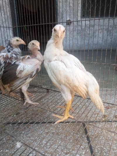 pure PakistanI aseel chuzay