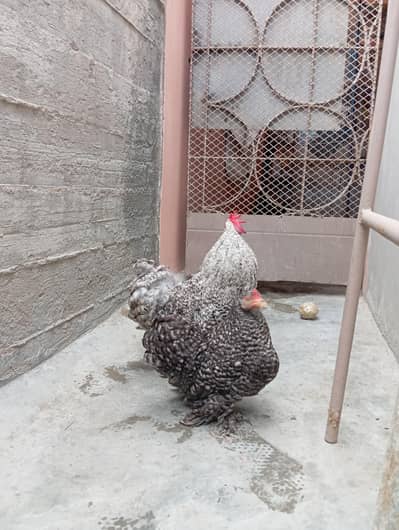 coco bantom chicken for sale
