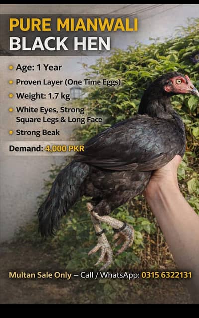 High quality Mushki aseel pathi for sale