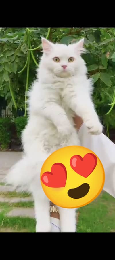 Persian Cat 03427896145