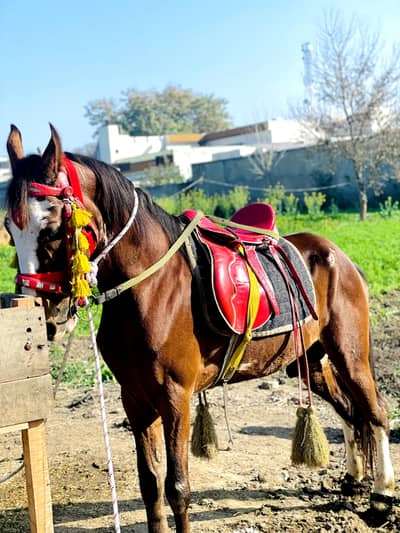 صاف نیز باز  ڈانسر چالباز گھوڑا   ارجنٹ فار سیل