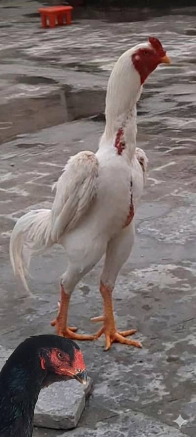 Beautiful Top Quality Paper White set and Shiny Pure Black Set