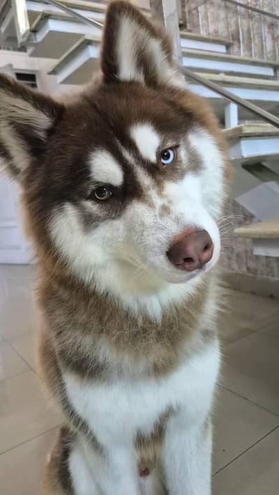 purebred siberian husky