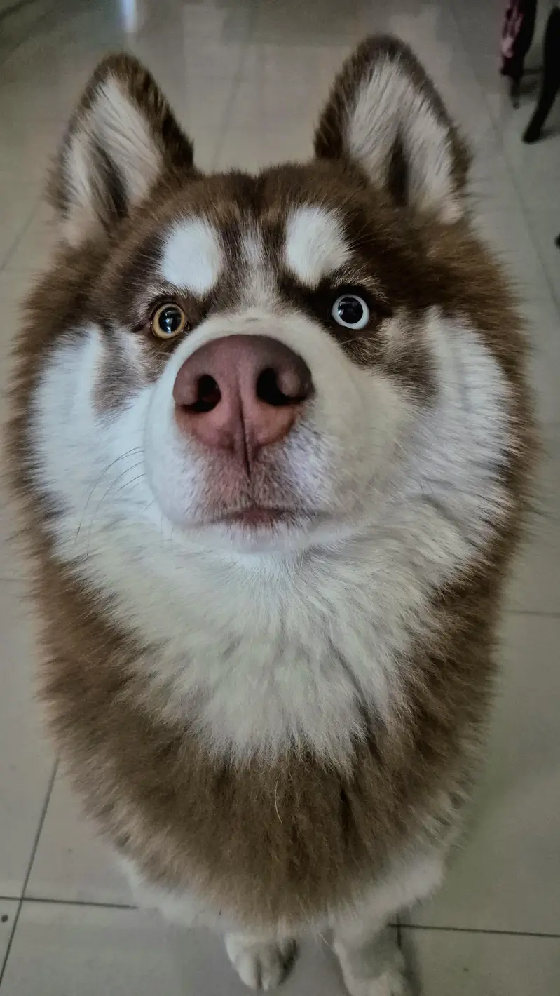 purebred siberian husky — photo 2