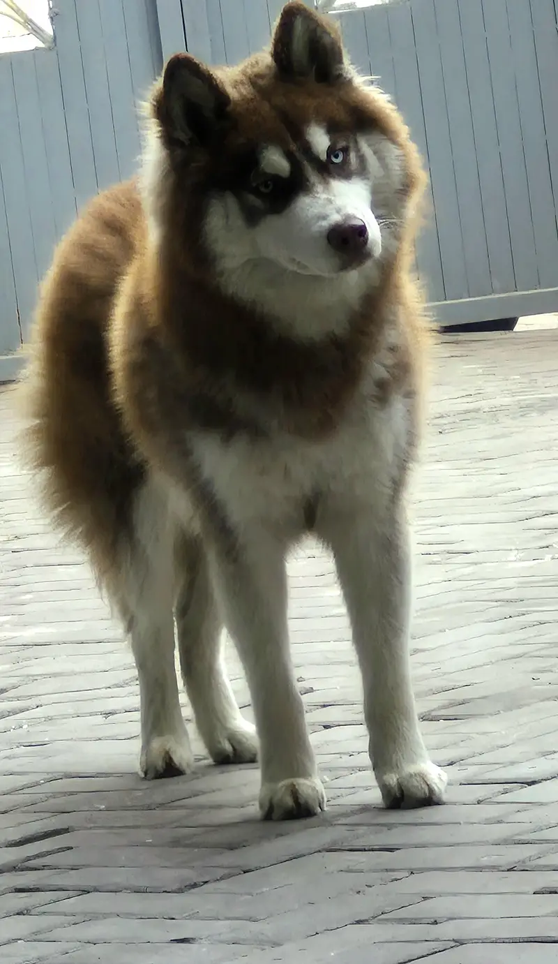 purebred siberian husky — photo 3