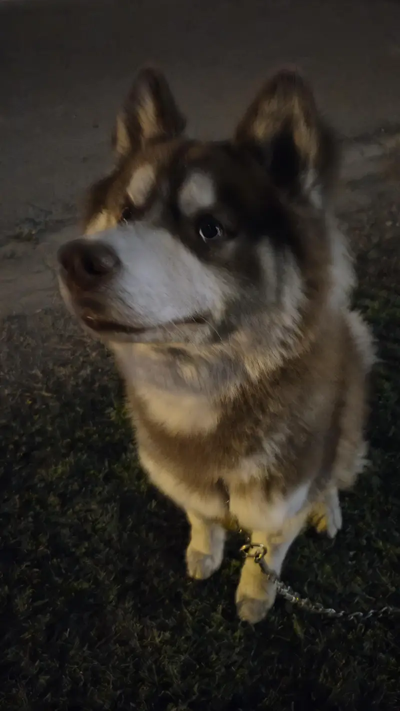 purebred siberian husky — photo 4