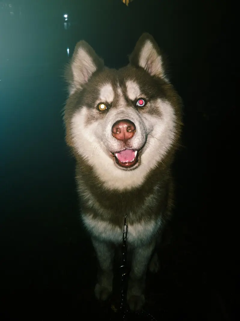 purebred siberian husky — photo 5