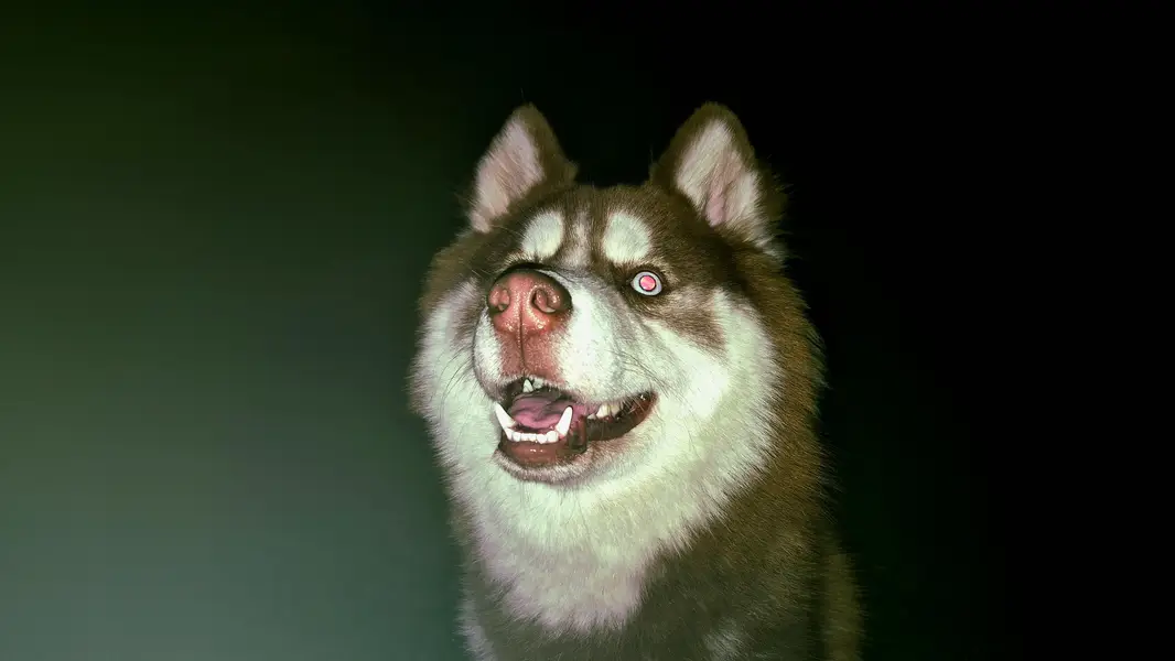 purebred siberian husky — photo 6