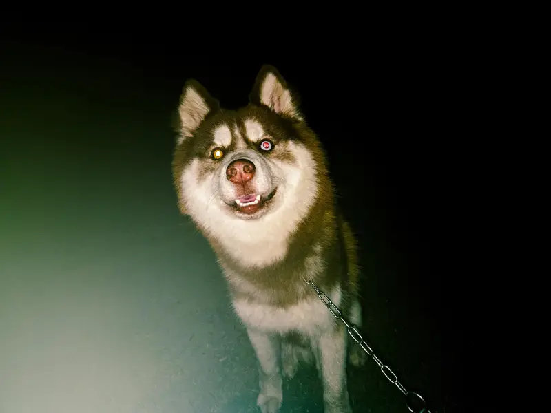 purebred siberian husky — photo 7