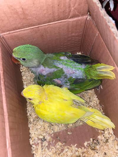 Jumbo Size Raw Chick For Sale In Lahore