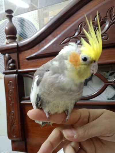 Hand Tamed Freindly Cocktail No Bite Very Freindly