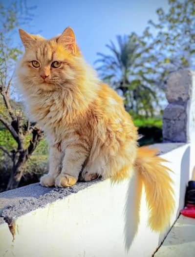 Persian double coat male cat 