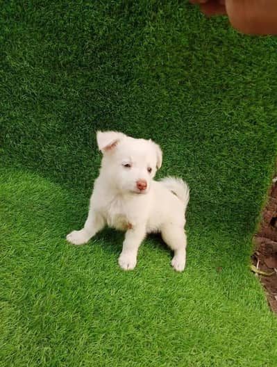 Russian puppy dog urgent for sale only Whatsapp number 03490437713