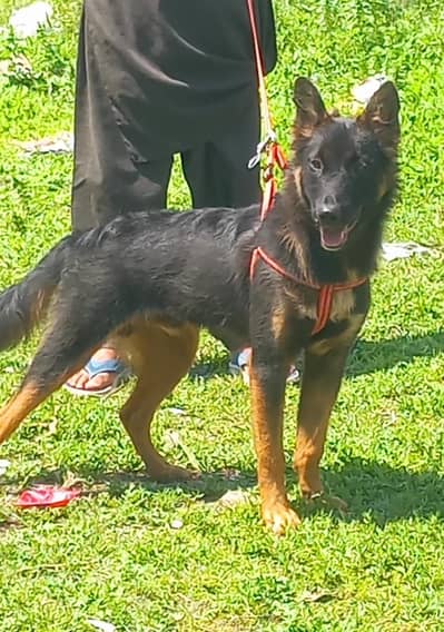 pure Belgium shepherd male dubble caot healthy and active