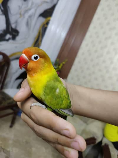 – Hand Tamed & Friendly & Simple Colours Budgies,Love Bird Tame/Untame