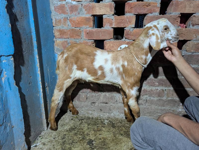 Bakra 0