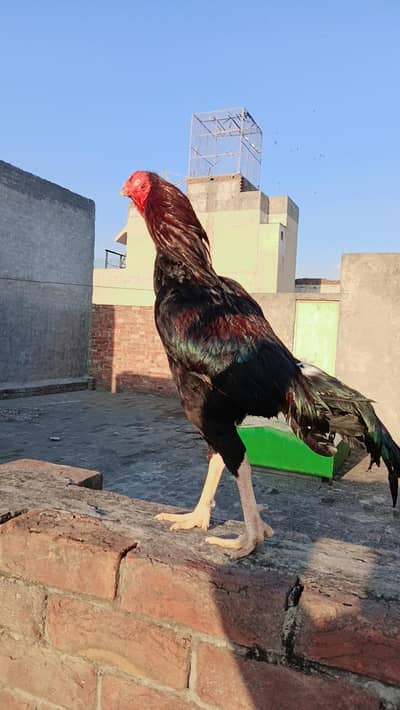 breeder aseel murga for sale