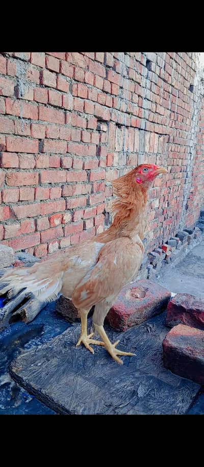 for sale  03204048942