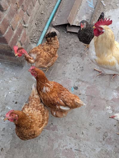 Lohman Brown and Desi hens