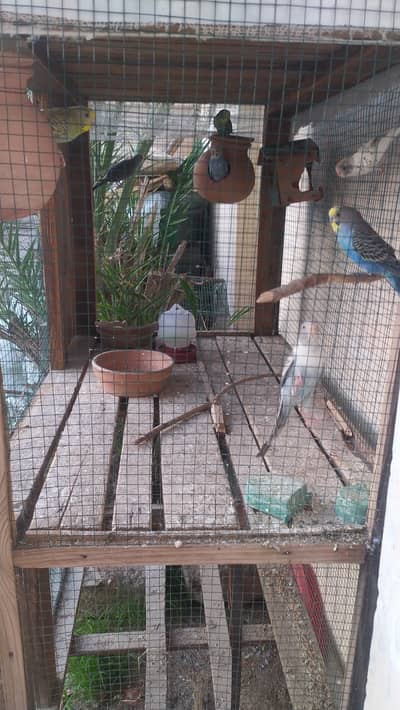 Australian Parrots with wooden cage for sale