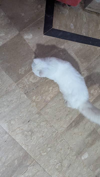 beautiful persion odd eyes male kitten